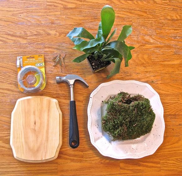Materials for Staghorn Fern  Tutorial