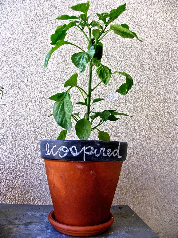 Chalkboard Pots at Ecospired.com